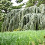 Weeping Conifers for the Garden