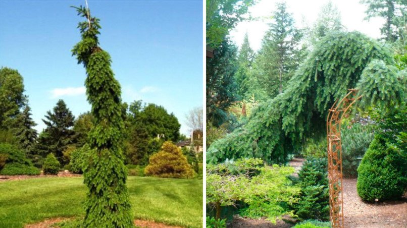 Weeping Conifers for the Garden