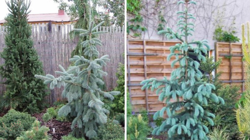 Weeping Conifers for the Garden