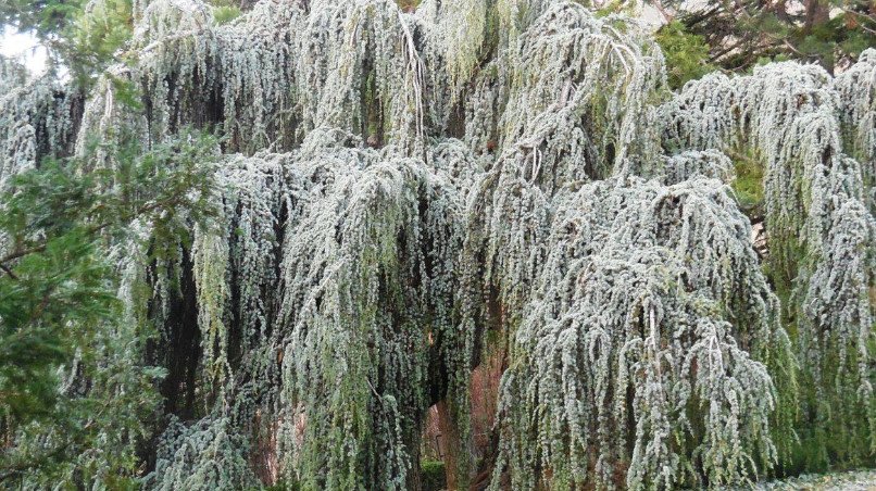 Weeping Conifers for the Garden