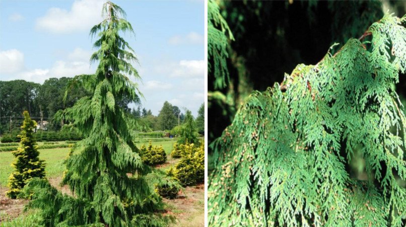 Weeping Conifers for the Garden