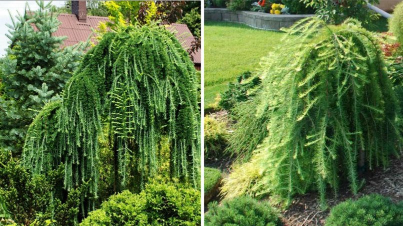 Weeping Conifers for the Garden