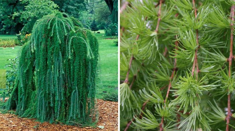 Weeping Conifers for the Garden