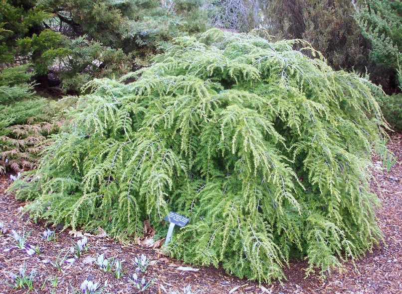 Weeping Conifers for the Garden