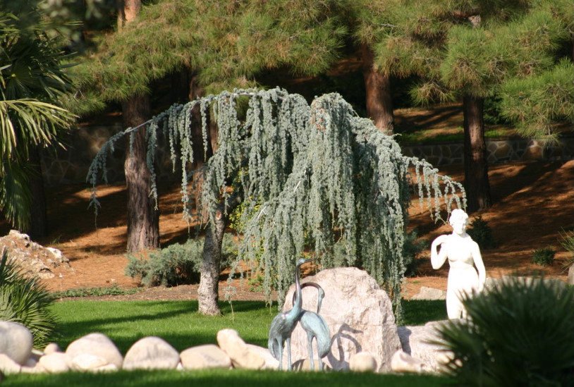 Weeping Conifers for the Garden