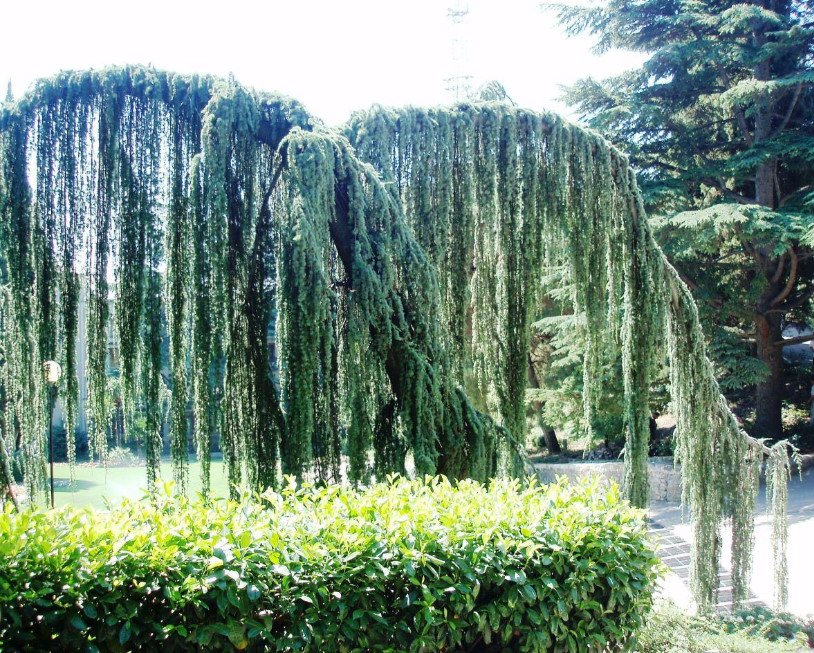 Weeping Conifers for the Garden