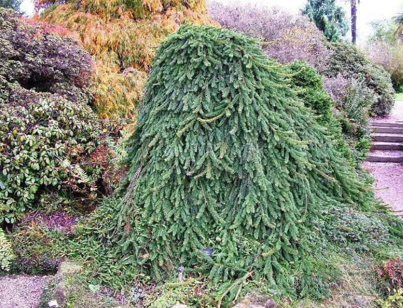 Weeping Conifers for the Garden