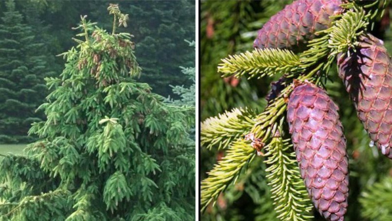 Weeping Conifers for the Garden