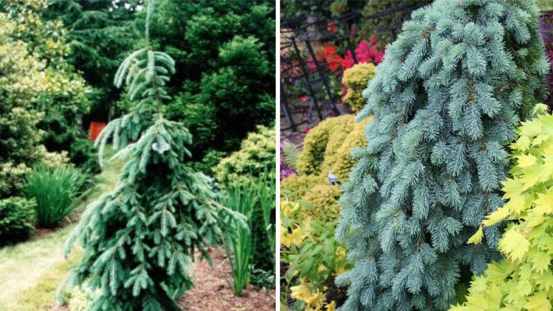 Weeping Conifers for the Garden