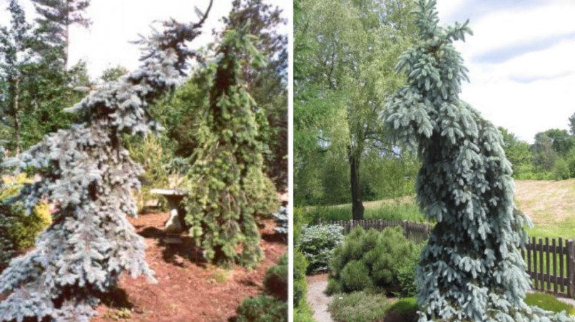 Weeping Conifers for the Garden