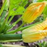 Why Do Ovaries Rot in Zucchini: 3 Main Reasons