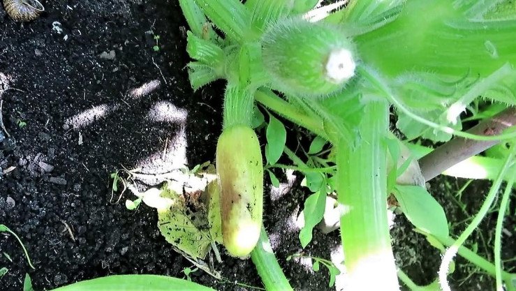 Why Do Ovaries Rot in Zucchini: 3 Main Reasons