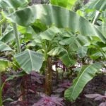 Banana Blossom