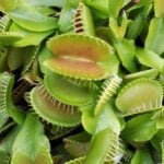 Top 5 Unusual Plants in the World