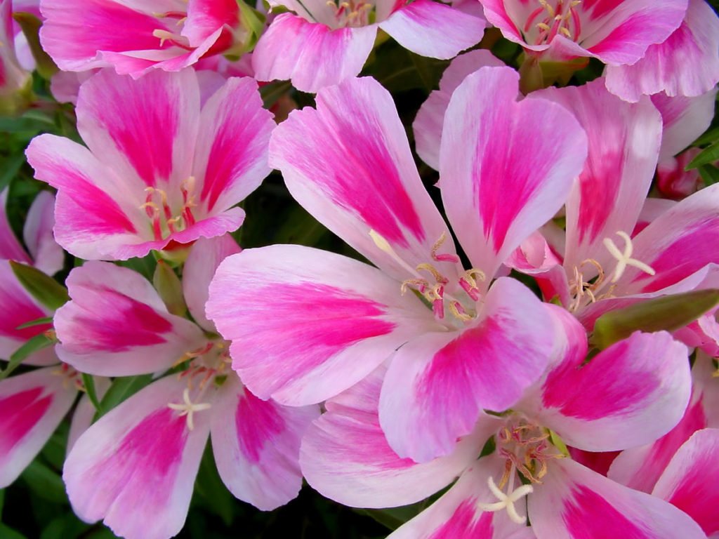 Clarkia – Flower of Passion