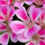 Clarkia – Flower of Passion