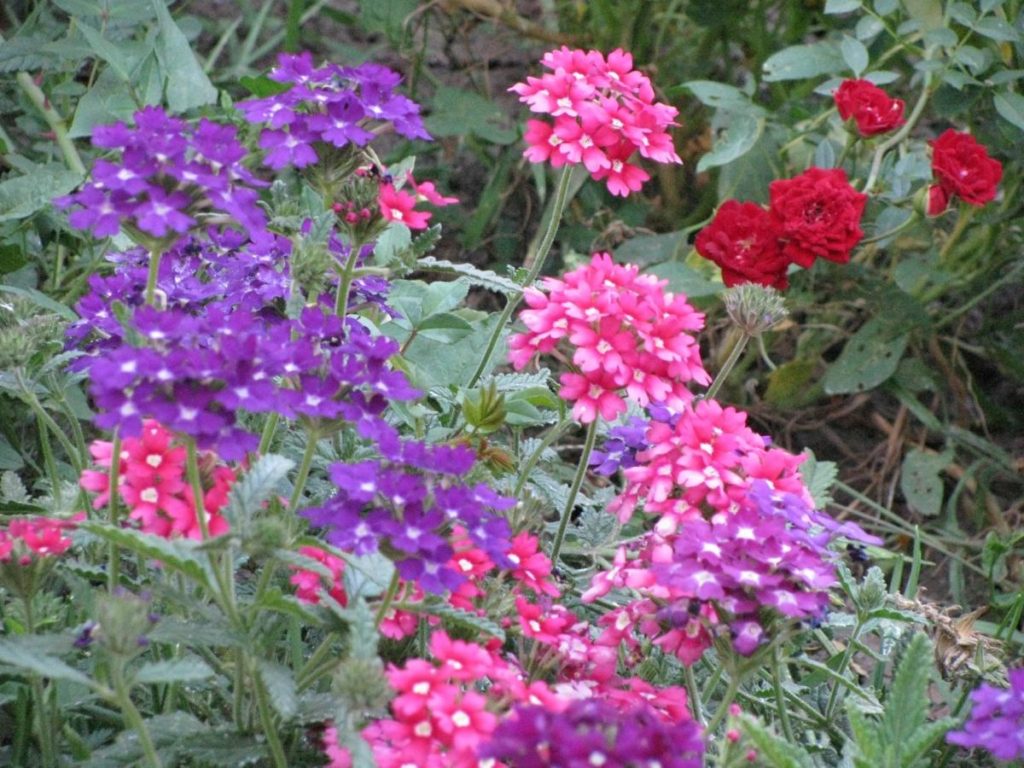 Vervain – Blooms and Smells