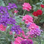 Vervain – Blooms and Smells