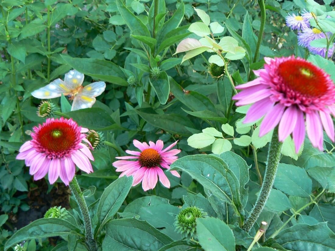 Growing Seedlings of Perennials