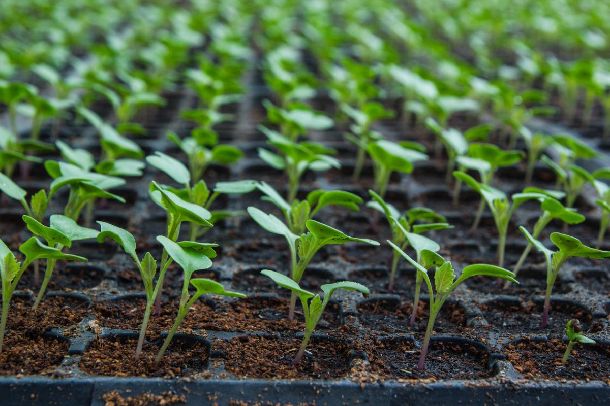 Cauliflower: Cultivation, Care, Varieties