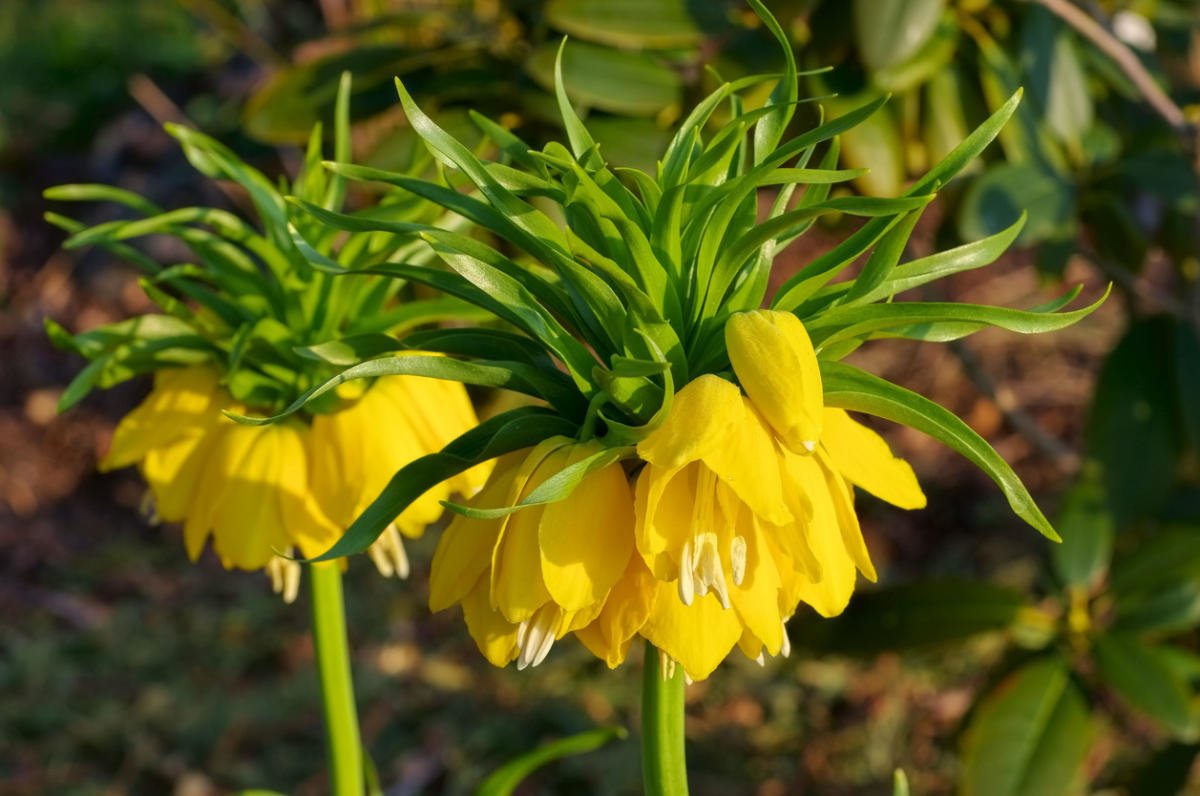 Fritillaries - Decoration of your garden