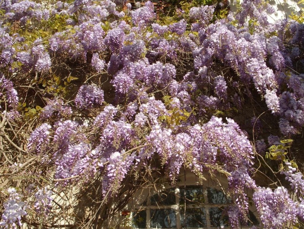 Growing Heat-Loving Wisteria