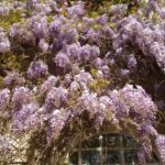 Growing Heat-Loving Wisteria