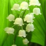 The Symbol of Spring – Lily of the Valley
