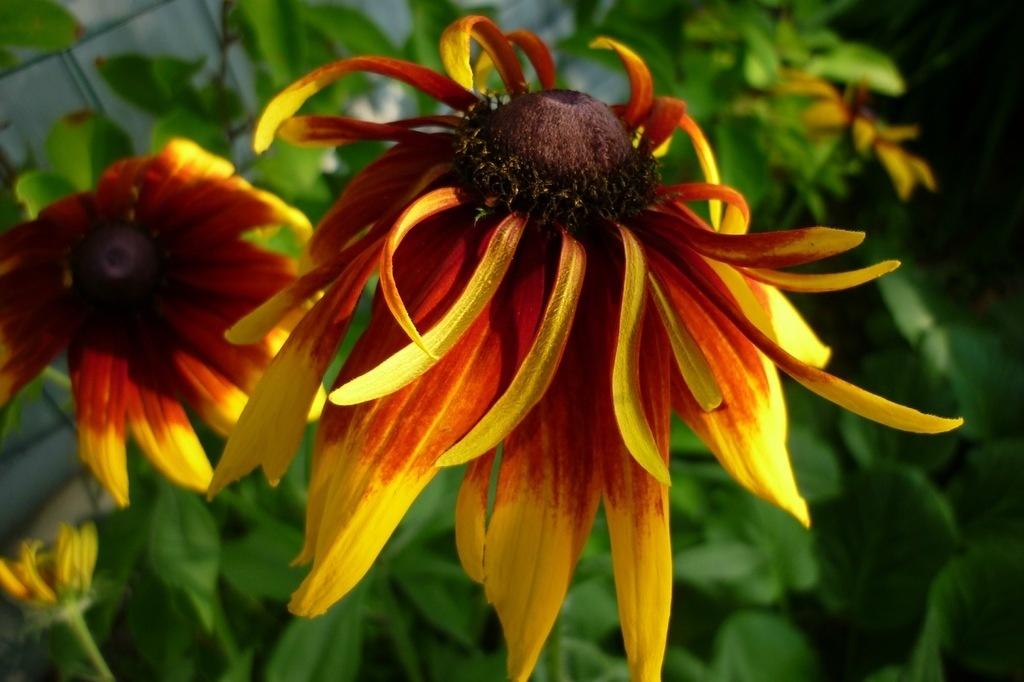 Rudbeckia - the Sun in the Flowerbed