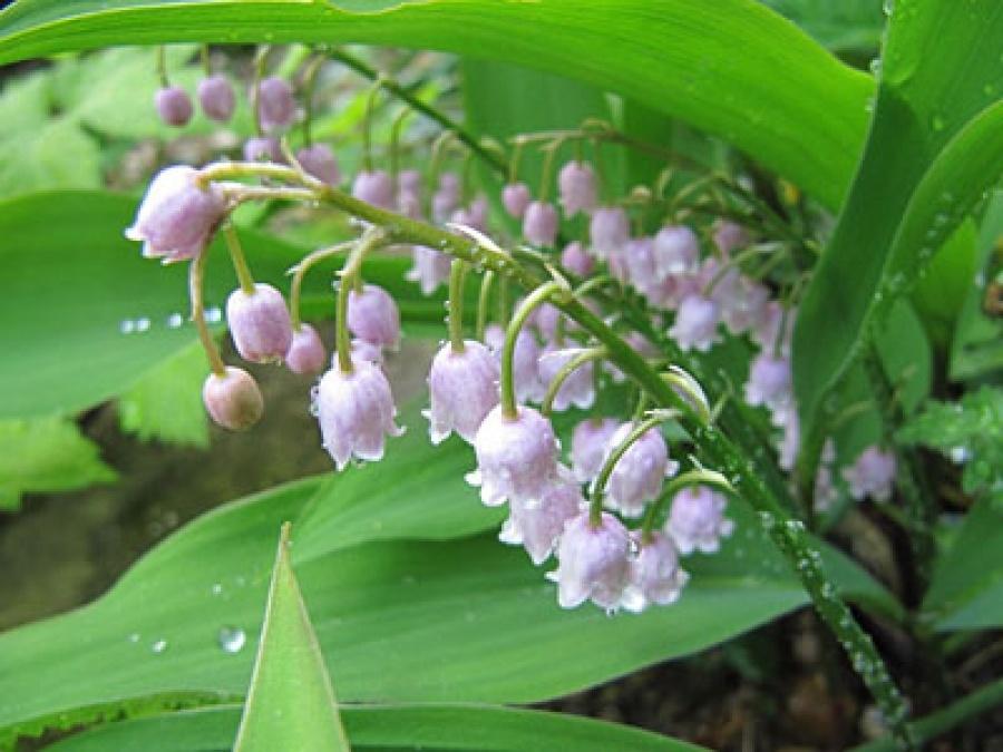 The Symbol of Spring – Lily of the Valley