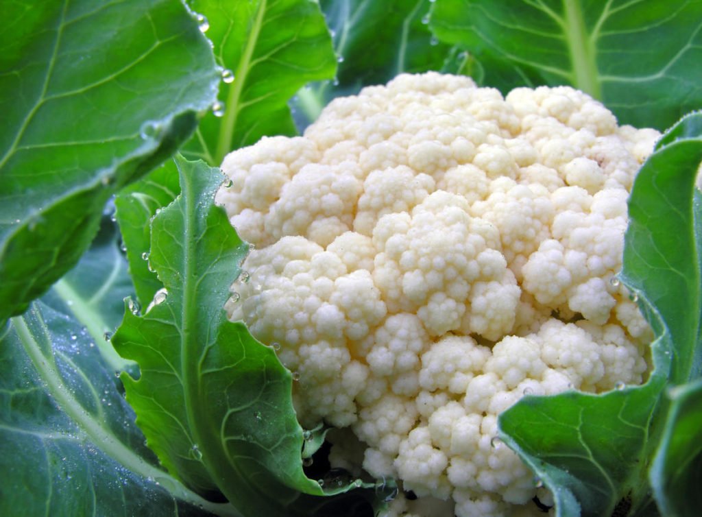 Cauliflower: Cultivation, Care, Varieties