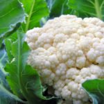 Cauliflower: Cultivation, Care, Varieties