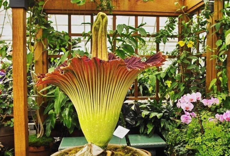 Top 5 Unusual Plants in the World