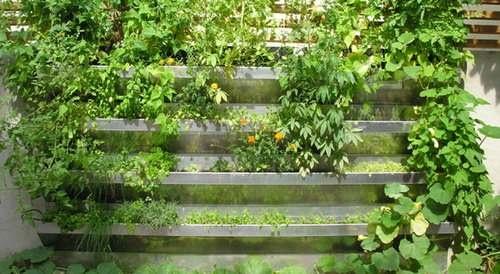 Vertical Kitchen Gardens: Pros and Cons