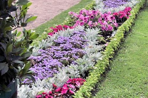 Flower Beds in the Cottage: Which to Choose?