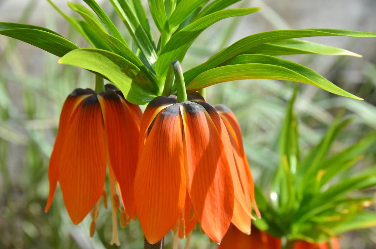 Fritillaries - Decoration of your garden