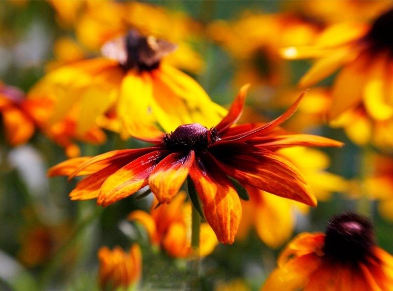 Rudbeckia - the Sun in the Flowerbed