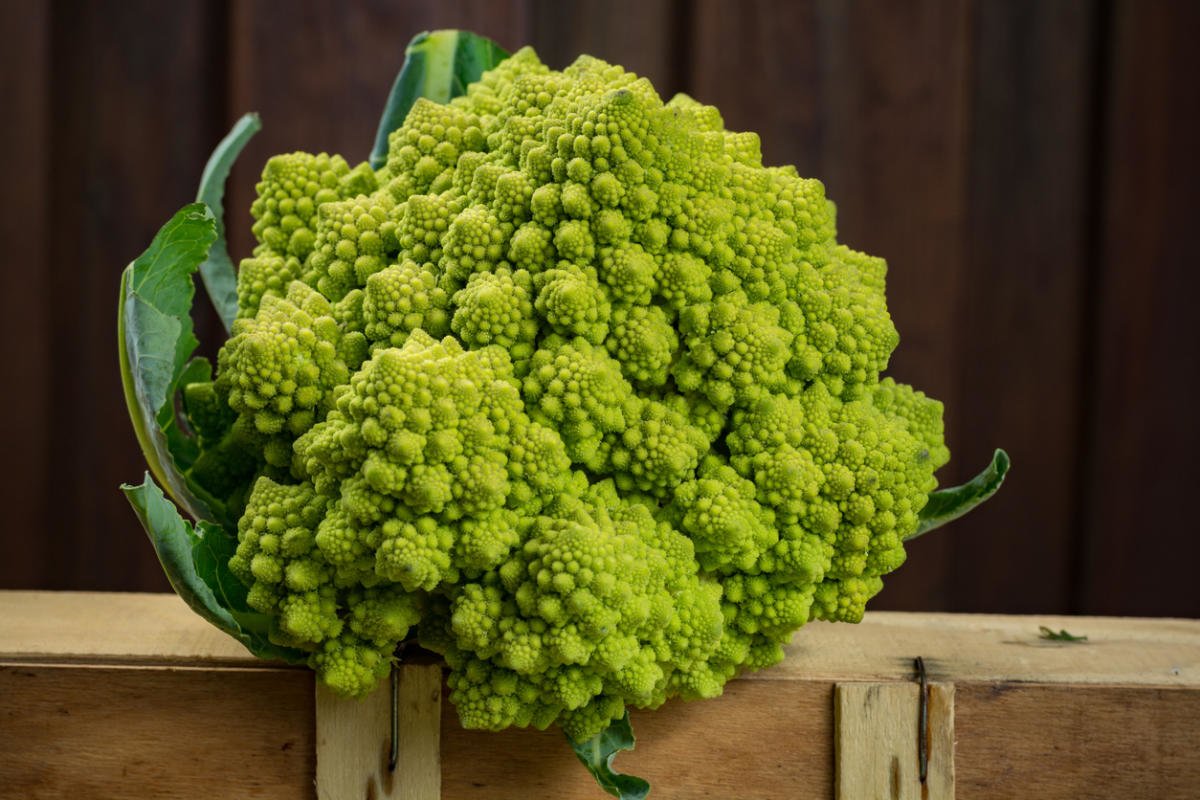 Cauliflower: Cultivation, Care, Varieties