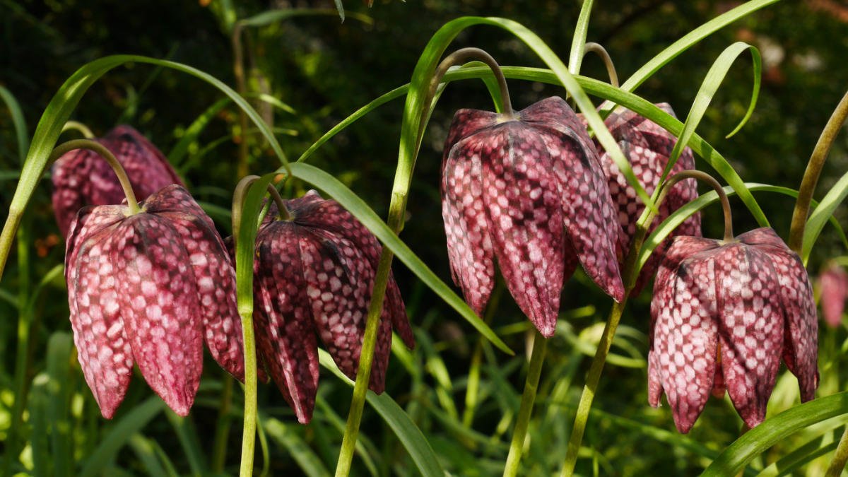 Fritillaries - Decoration of your garden