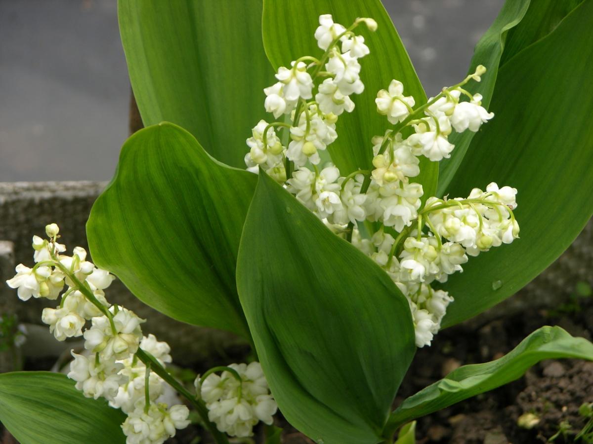 The Symbol of Spring – Lily of the Valley