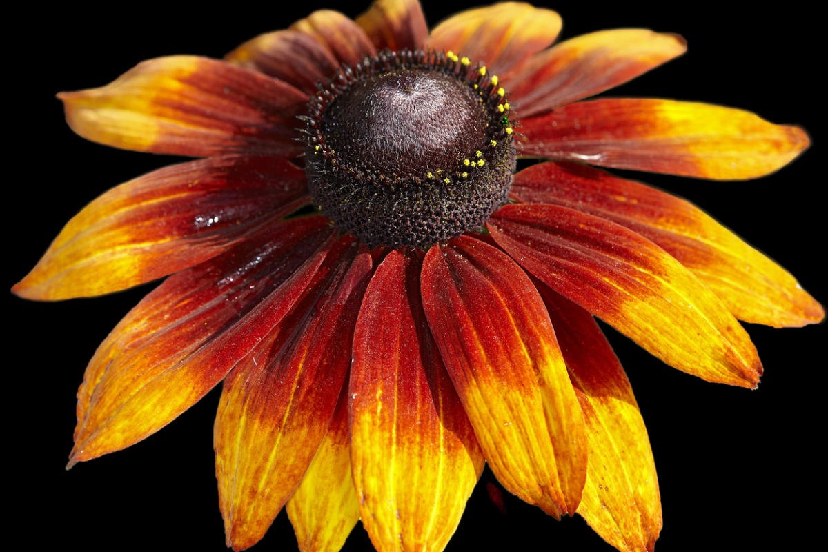 Rudbeckia - the Sun in the Flowerbed