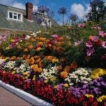 Flower Beds in the Cottage: Which to Choose?