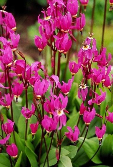 What an Amazing it is, This Dodecatheon