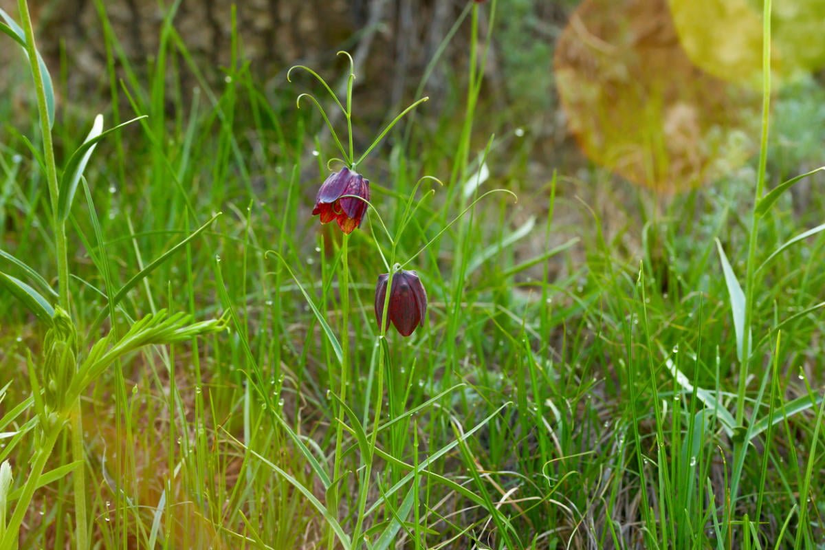 Fritillaries - Decoration of your garden