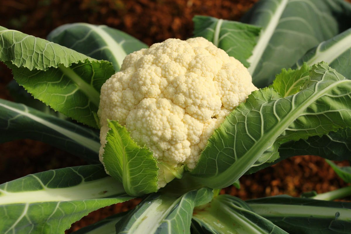 Cauliflower Cultivation, Care, Varieties Best Landscape Ideas