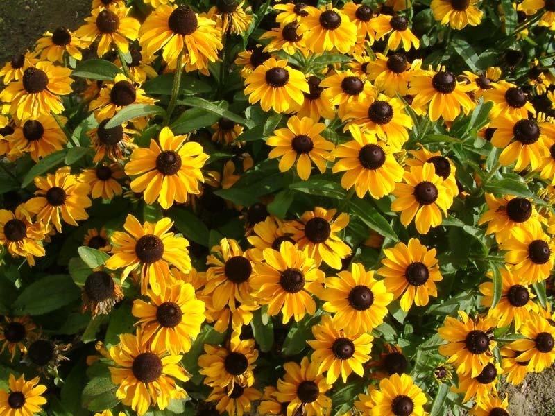 Rudbeckia - the Sun in the Flowerbed