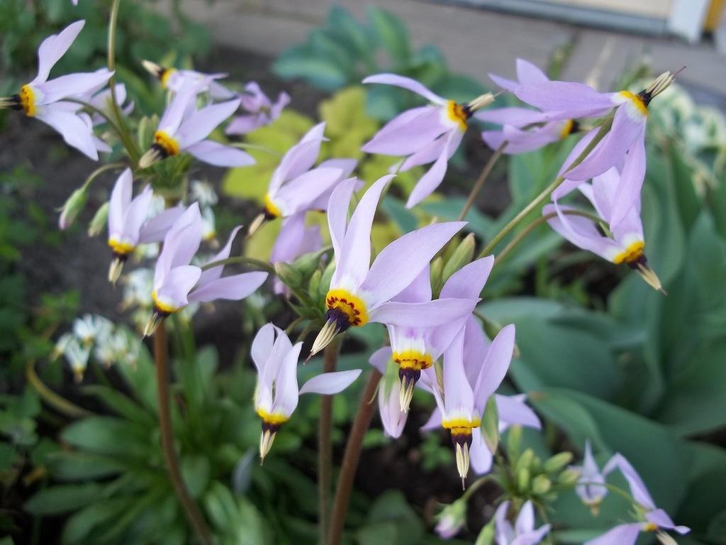 What an Amazing it is, This Dodecatheon