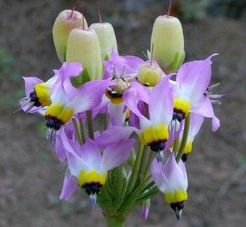 What an Amazing it is, This Dodecatheon