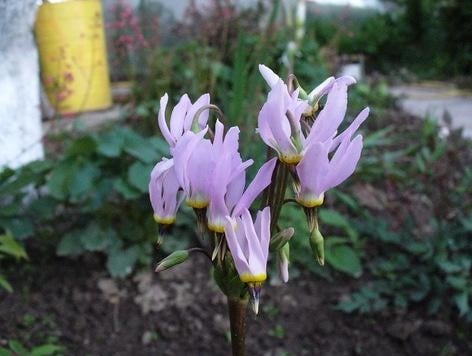 What an Amazing it is, This Dodecatheon