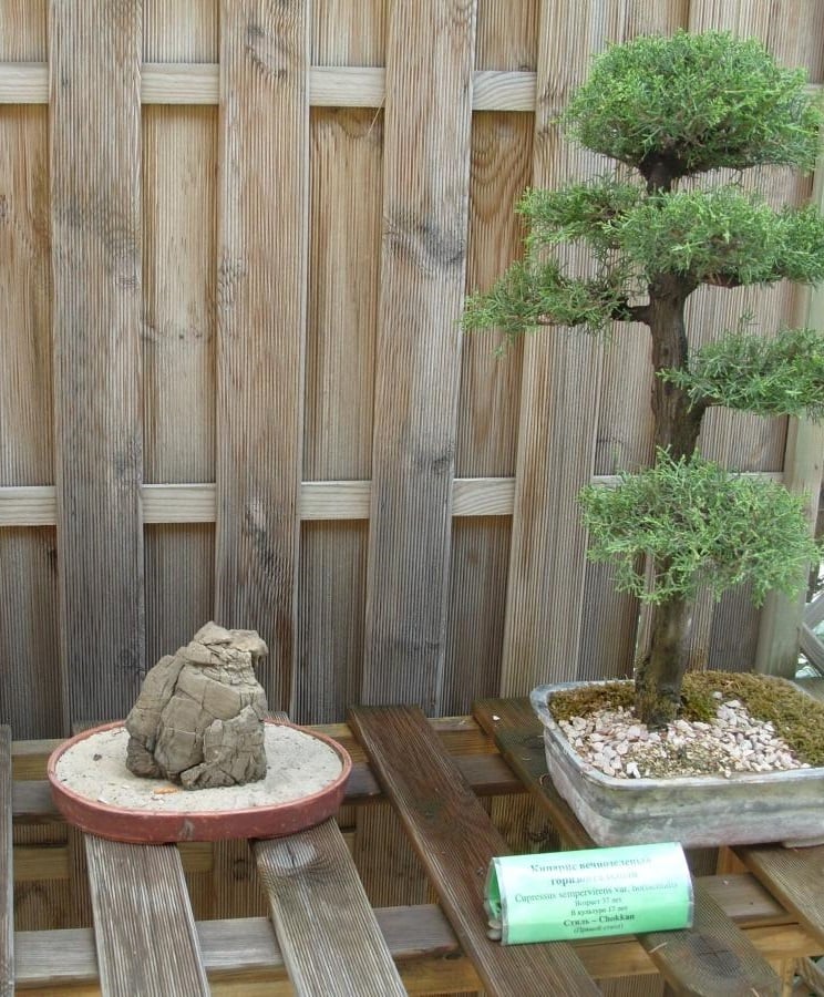 Exhibition of Bonsai